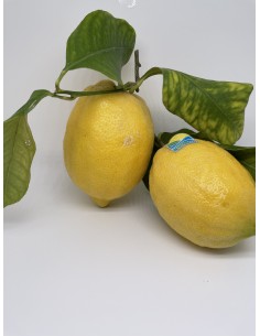 Limoni naturali 2 pezzi...