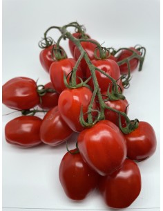 Pomodoro kubello circa 500 gr