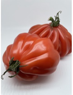Pomodori cuore di bue 2 pz...