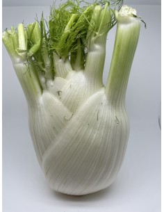 Finocchio 1pezzo circa 450 gr