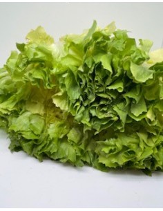 Insalata scarola 1 pezzo...