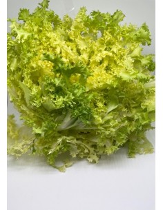 Insalata riccia 1 pezzo...