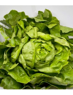 Insalata lattuga 1 pezzo...
