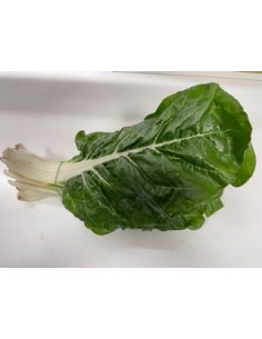 Erbe coste circa 550 gr