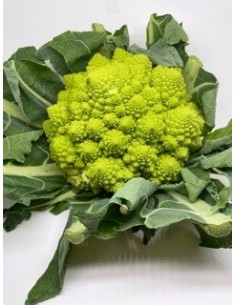 Cavolo verde pigna 1 pezzo...