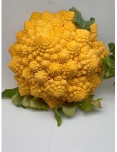 Cavolo giallo 1 pezzo circa...