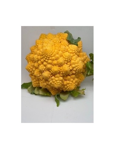 Cavolo giallo 1 pezzo circa kg 1,2