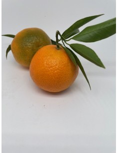 Clementine foglia 2 pezzi...