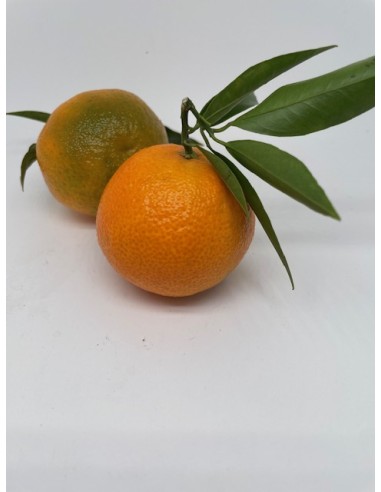 Clementine foglia 2 pezzi circa gr 250